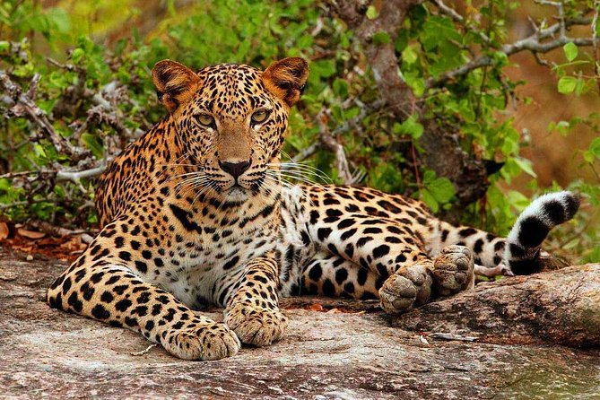 Sri Lanka Tour Package 7 Days Image