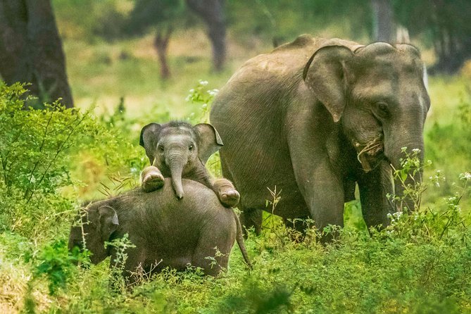 Sri Lanka Tour Package 7 Days Image
