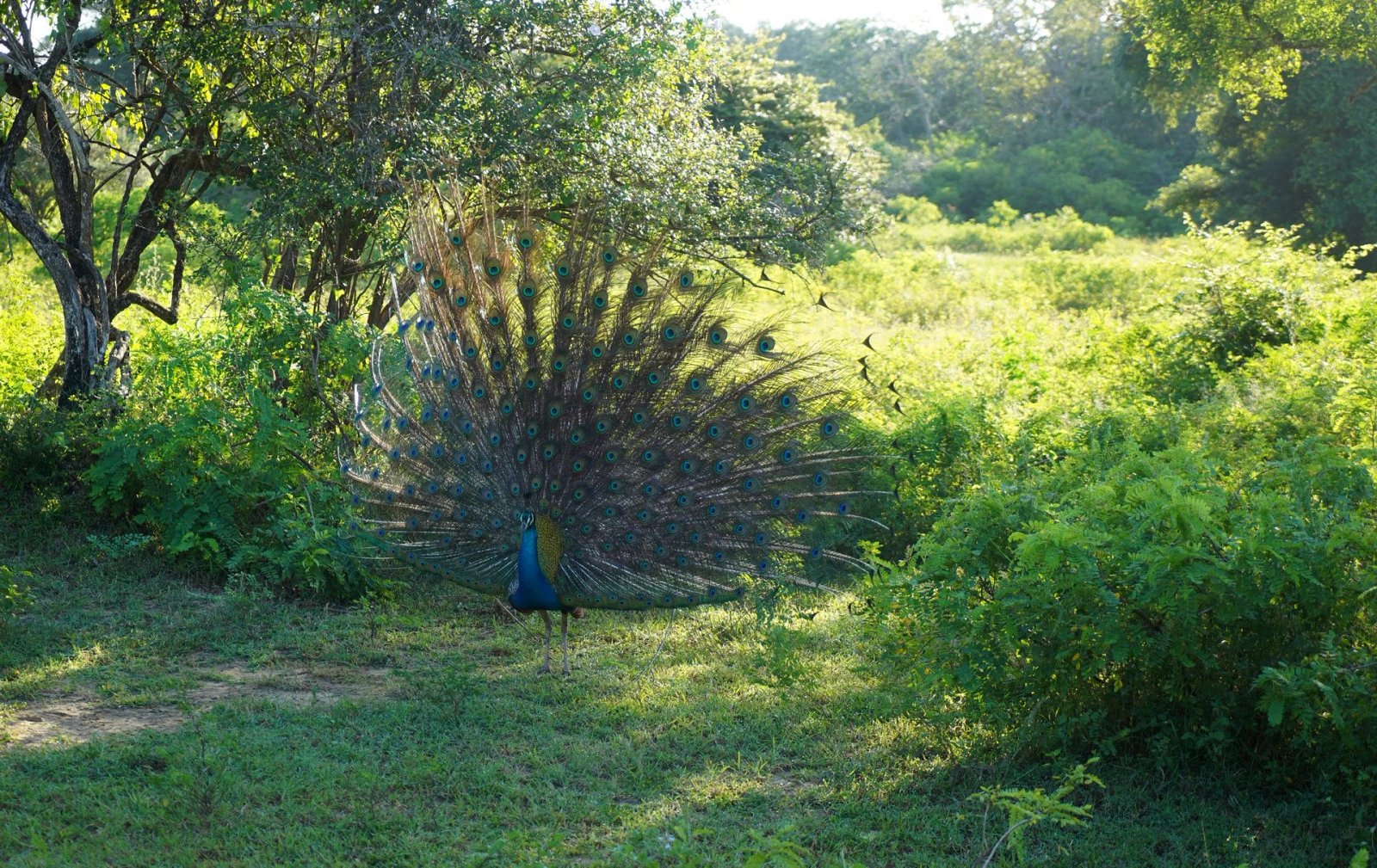 Sri Lanka Tour Package 7 Days Image