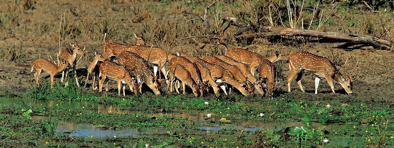 Sri Lanka Tour Package 7 Days Image