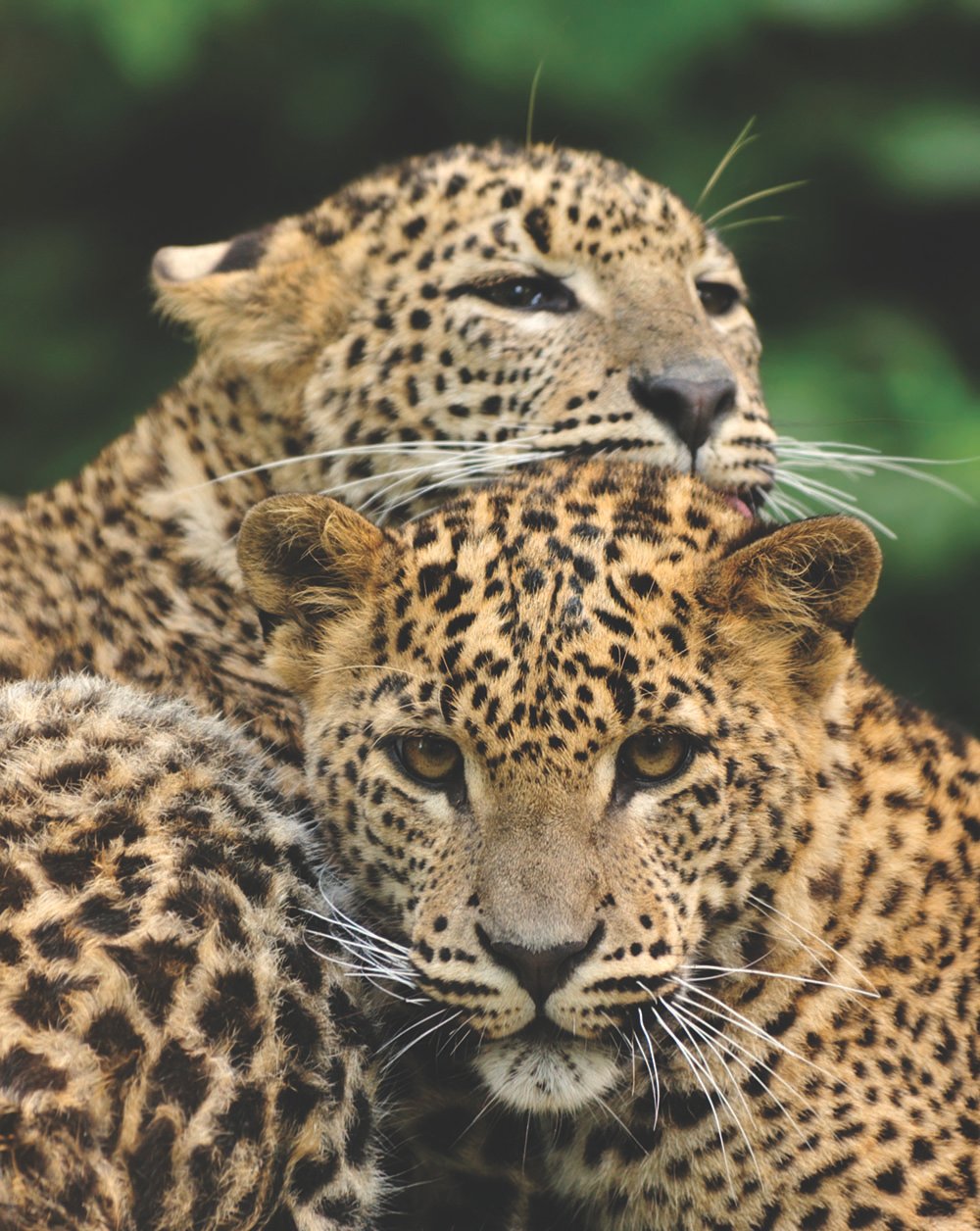 Sri Lanka Tour Package 7 Days Image