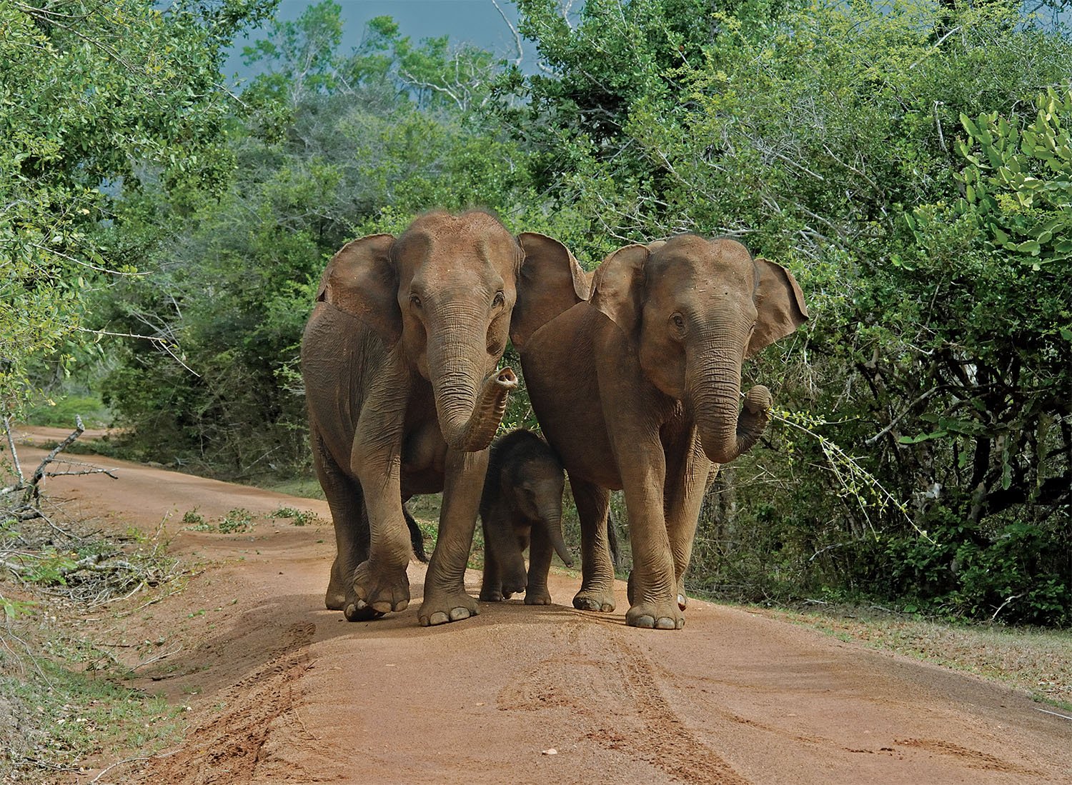 Sri Lanka Tour Package 7 Days Image