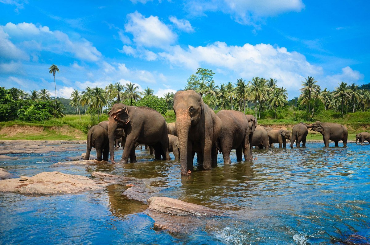 Sri Lanka Tour Package 7 Days Image